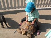移動動物園7
